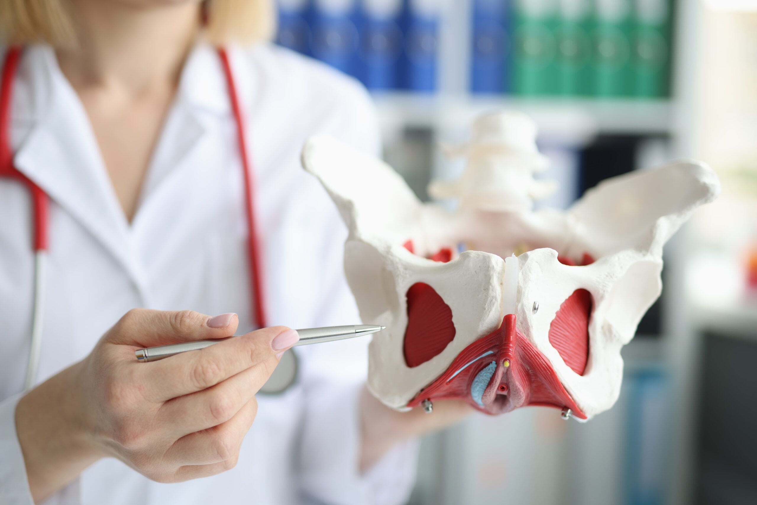 doctor-gynecologist-showing-layout-of-female-pelvis-with-muscles-closeup (1)